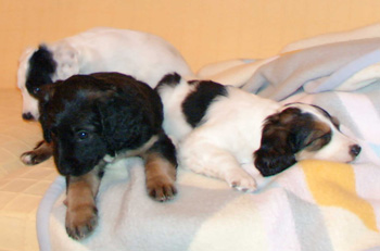 Cute puppies taking a nap - My puppies taking a nap! Watch the video at  http://www.lulu.tv/?p=16636