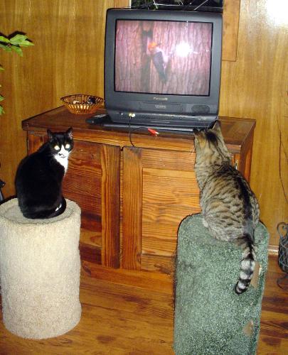 Cats Watching Bird Movie - Little One and Big One sitting on their scratching posts, watching their bird movie.