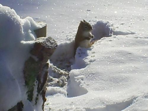 Squirrel with an attitude - Wild resident of the Northwoods of Minnesota