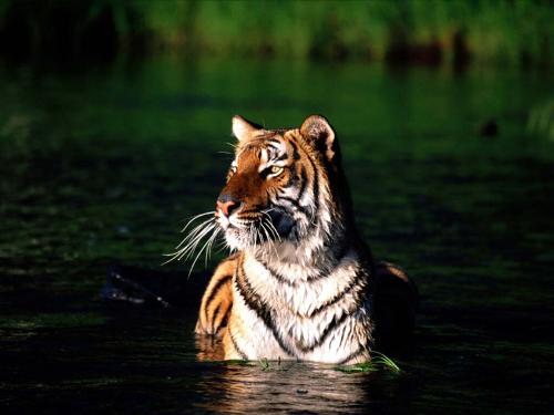 tiger - tigers r so beautefull