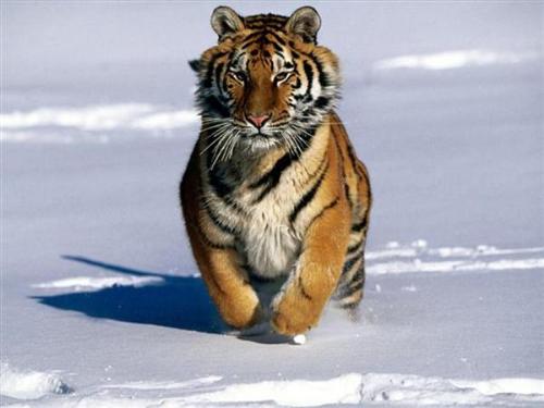 tiger - tigers r so beautefull