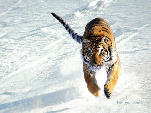 tiger - tigers