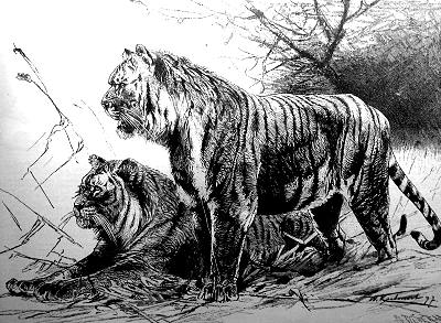 tiger  - tiger