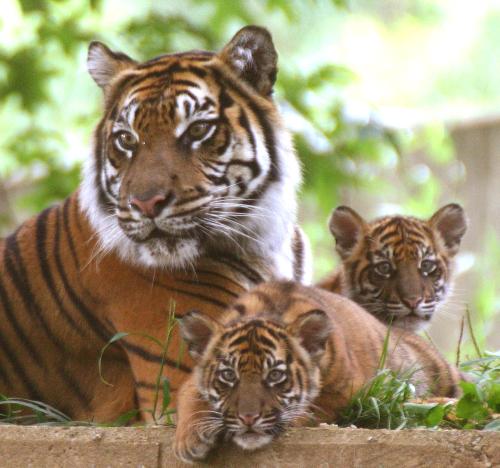 tiger - tigers