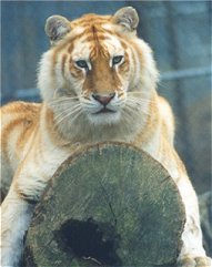 golden tiger - tiger