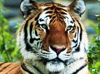 tiger - tigers