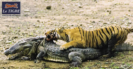 tiger - tigers ???????????????????