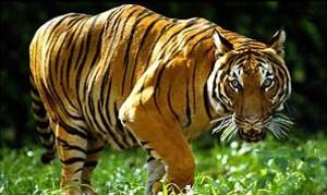 tiger - tigers