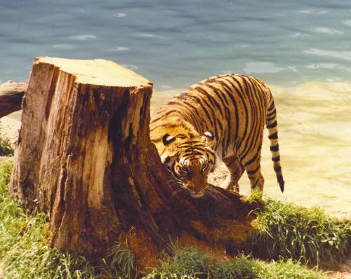 tiger - tiger..........