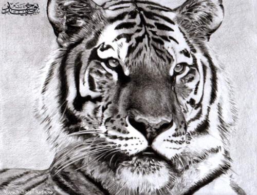 tiger - tigers