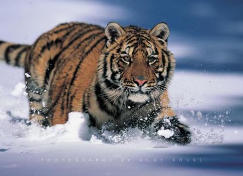 tiger - tigers .......