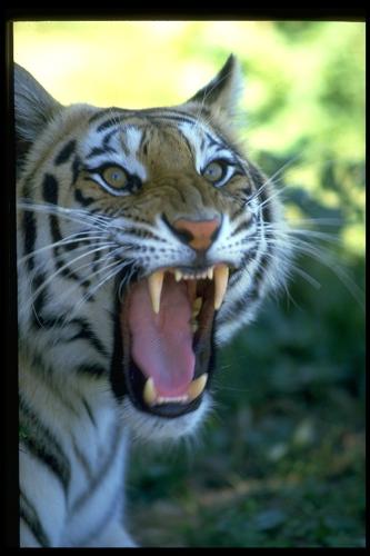 tiger - tigers ..............