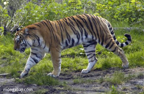 tigers - tiger ......