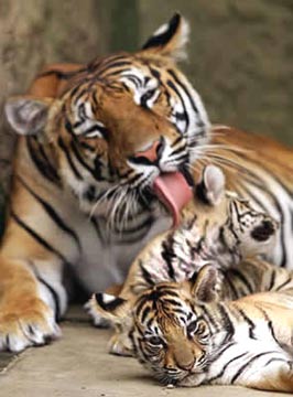 tiger - tiger .........