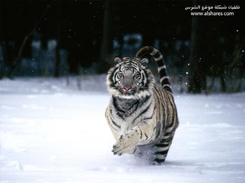 tiger - tigers .......