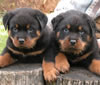 Rott puppies - I love these dogs but don't know why I keep reading horrible articles of them killing kids. I had one years ago and she loved all ages.