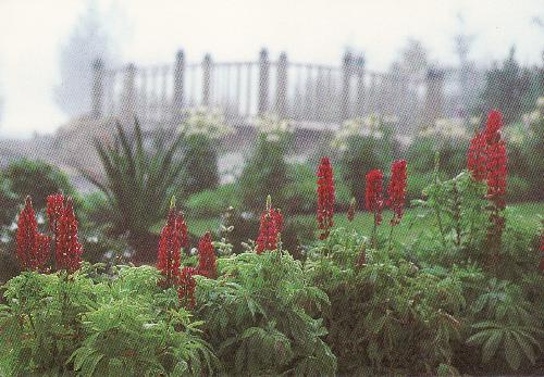 The color of red... - Flowers i love.