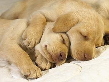 2 little dogs.. - Shhhhh.. dont make noise.. they are sleeping..