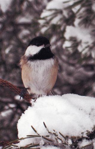 Chickadee - Winter birds easily tamed.