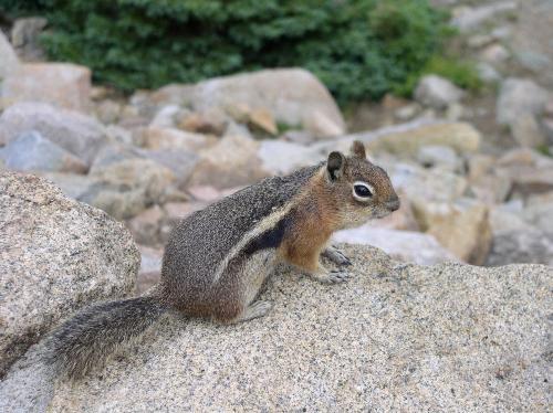 Squirel - This is a squirel from rocky mountain national park in the rocky mountains that i took