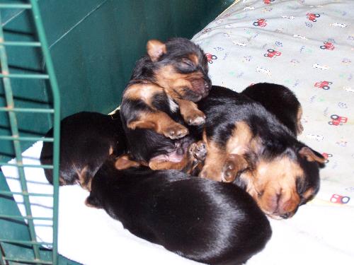 Puppies - This is my new borns,Dec.15,2007.1female,4males.