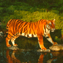 tiger - tigers
