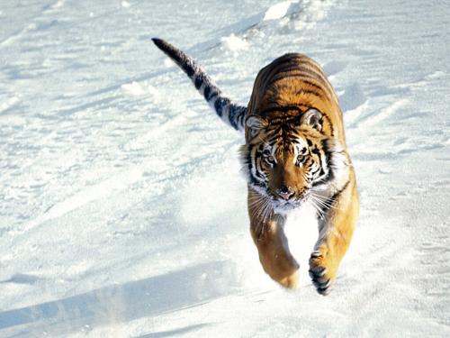 tiger - tiger .....