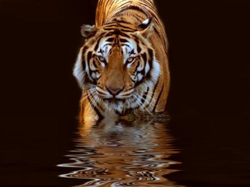 tiger - tiger ....