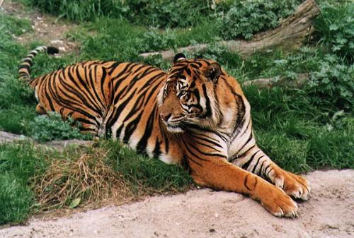 tiger - tiger ...........