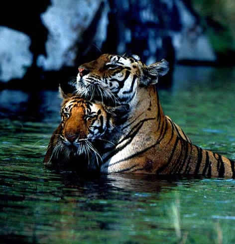 tiger - tiger .......