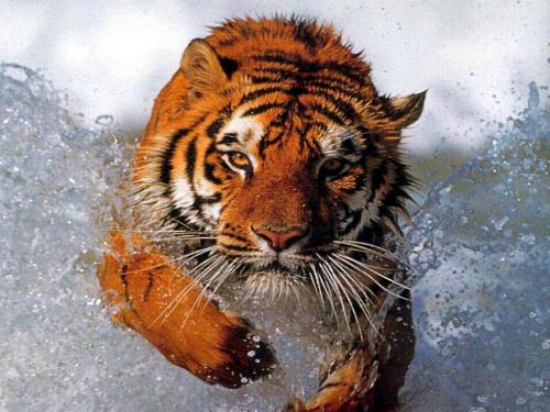 tiger - tiger .........
