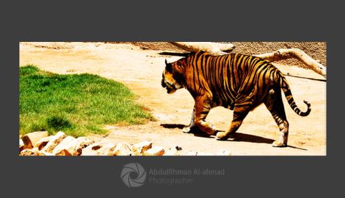tiger - tiger .........