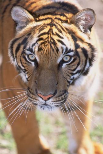 tiger  - indochinese tiger