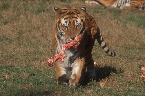 tiger - tiger ..........