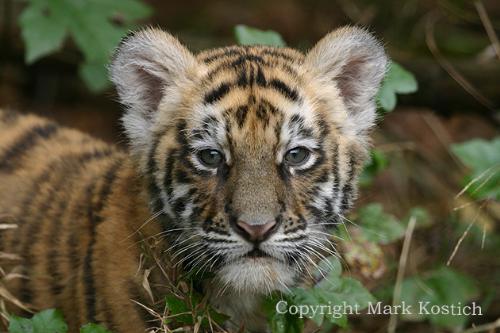 tiger - tiger .,....