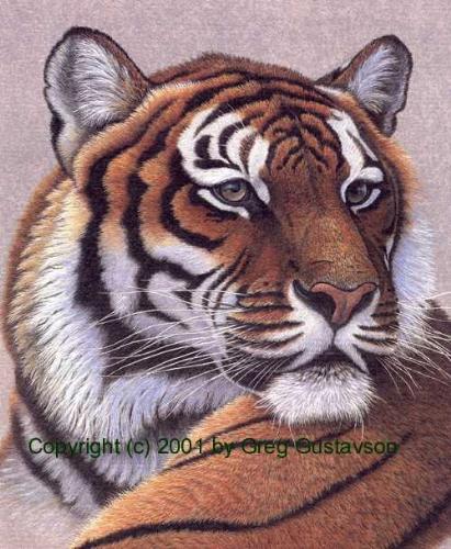 tiger - tiger .......