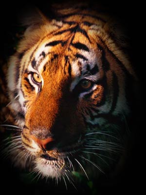 tiger - tiger .......