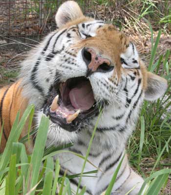 tiger - tiger ......