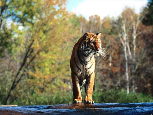 tiger - tiger ......