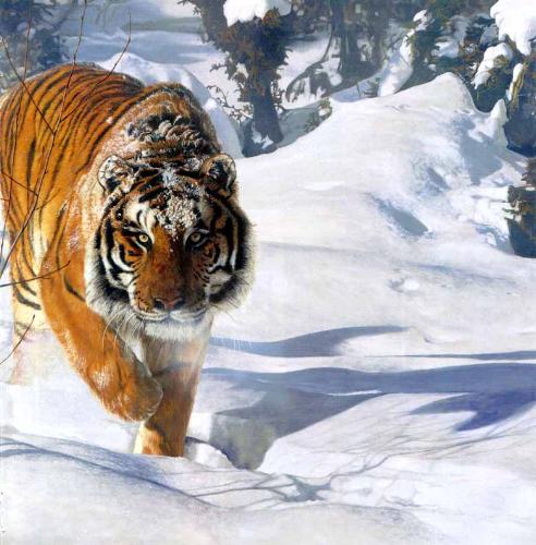 tiger - tiger .......
