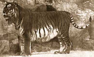 old tiger - tiger .......