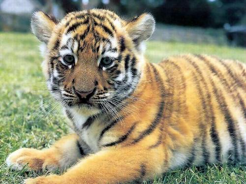 tiger - tigers .......