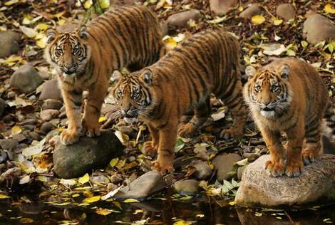 tiger - tigers ......