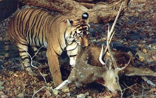 tiger - tigers ........