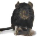 Pack Rat - A picture of a pack rat