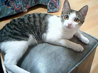 cats - How long does a cat become pregnant?