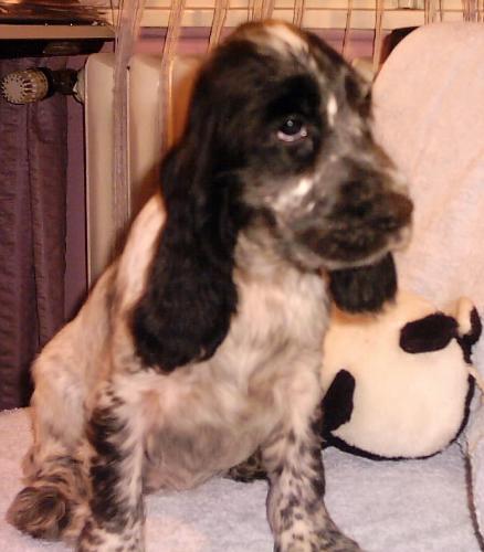 Cocker puppy - blue roan English cocker puppy