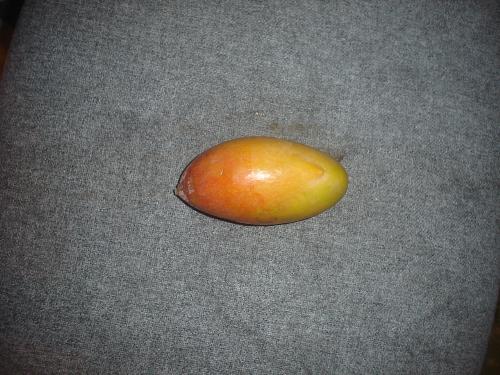 a lovely, ripe, man go  - Here is the sister of the mango that set me thinking how we give names to fruit, im pretty sure the stone in the middle of a mango gives you the idea odf what you could do with it should your man go