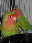 Love Birds  - Love Birds with his pair