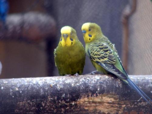 Love Birds  - Love Birds